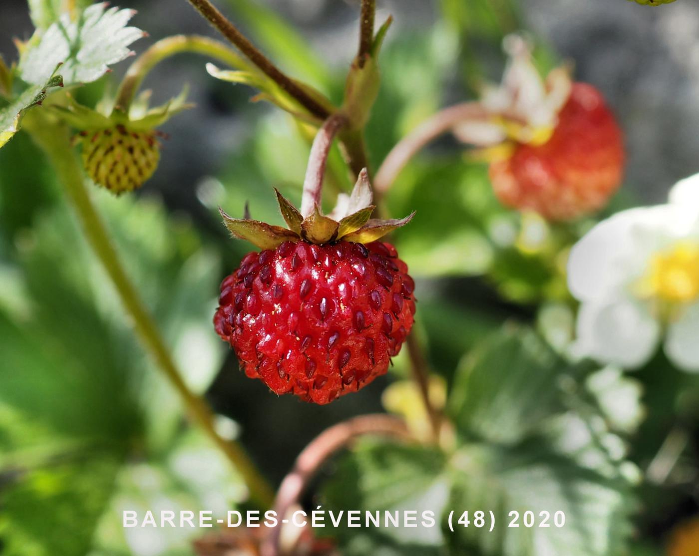 Strawberry, Wild fruit